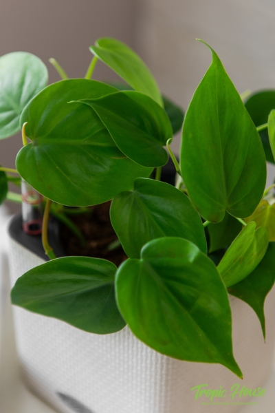 Филодендрон Сканденс 12/20 см в CUBE COLOR 14