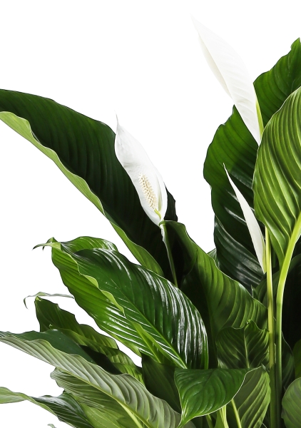 Спатифиллум Свит в CANTO STONE HIGH 30 Спатифиллум Свит в CANTO STONE HIGH 30