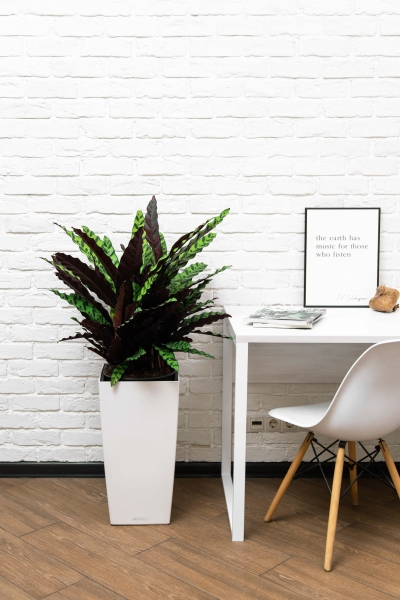 Калатея Лансифолия 30/80 см в RONDO 40