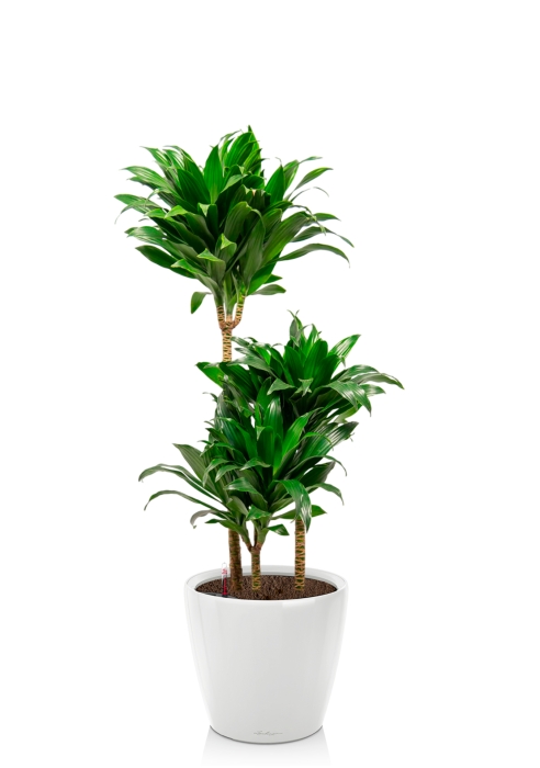 Драцена Компакта 3 ствола 21/100 см в CLASSICO LS 28, белый блестящий