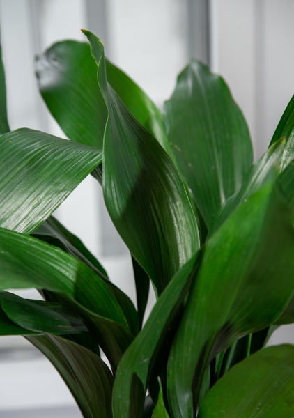 Аспидистра в CARARO 75