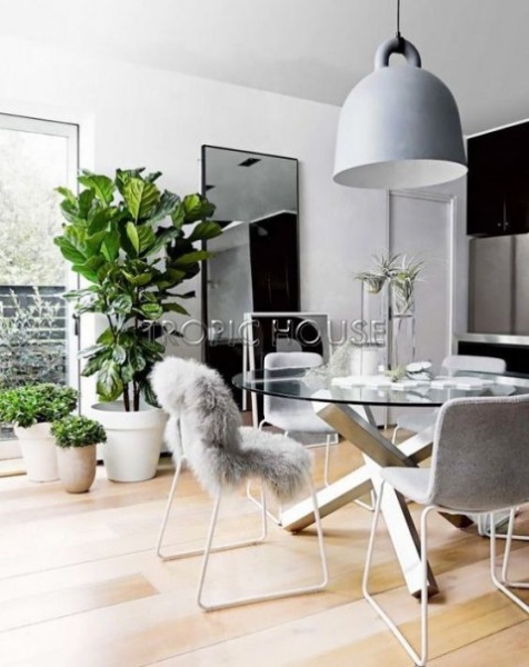 Фикус Лировидный 34/160 см