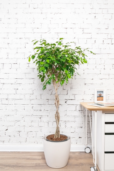 Фикус Экзотика переплетенный 23/130 см