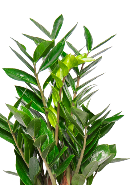 Замиокулькас 14/50 см