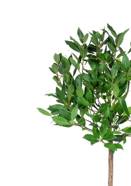 Лавр Нобилис на стволе 21/85 см