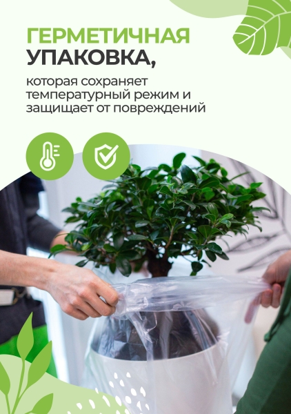 Хамедорея Элеганс 24/120 см в CUBICO 30