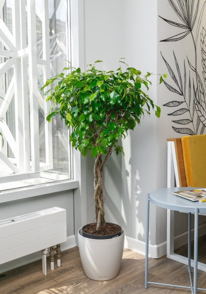 Фикус Экзотика переплетенный 27/140 см