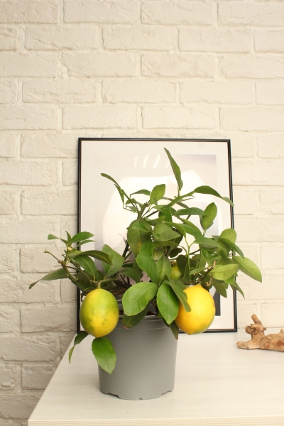 Цитрофортунелла Лимон 15/40 см