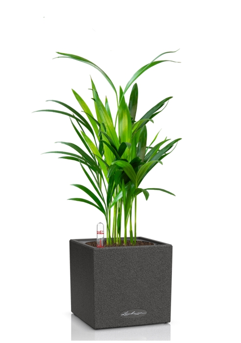 Хризалидокарпус в CANTO STONE 14, графитовый черный