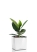 Фикус Эластика Робуста 12/40 см в CUBE GLOSSY 14