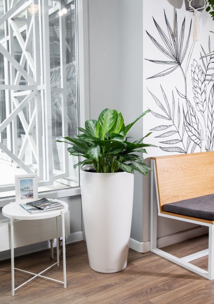 Аглаонема Сильвер Бей в RONDO 40