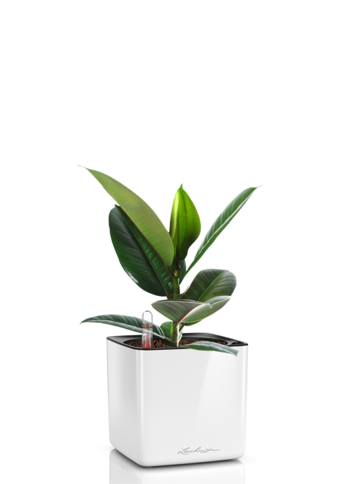 Фикус Эластика Робуста 12/40 см в CUBE GLOSSY 14, белый блестящий