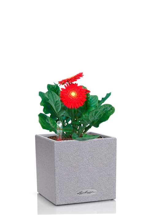 Гербера микс 12/20 см в CANTO STONE 14, серый камень