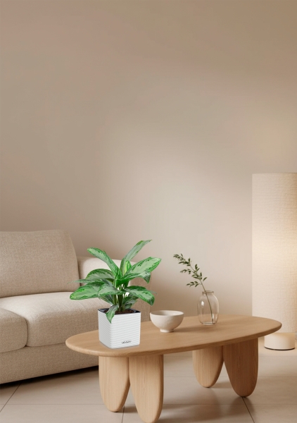 Аглаонема Сильвер Бей в CUBE COLOR 16