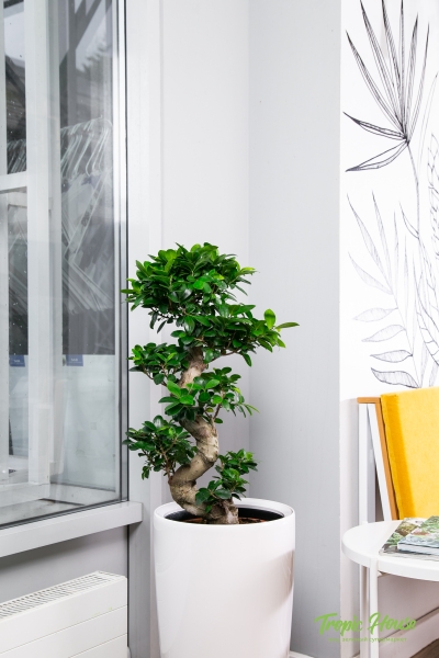 Фикус бонсай в RONDO 32 Фикус бонсай в RONDO 32