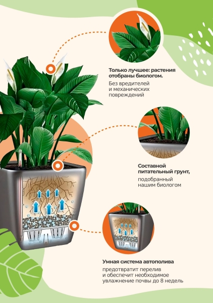 Орхидея Вайлд в ORCHIDEA 18 Орхидея Вайлд в ORCHIDEA 18