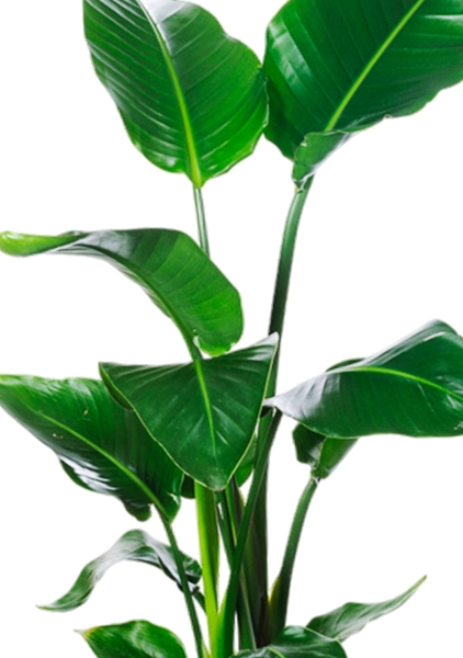 Стрелиция Николай 19/90 см