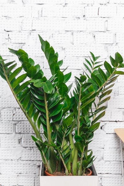 Замиокулькас Макси 30/100 см