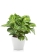 Аглаонема Лемон Минт CLASSICO LS 28