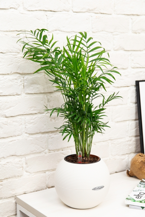 Хамедорея Элеганс 12/45 в PURO 20