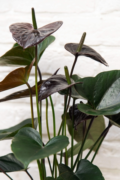 Антуриум Андре шоколадный 17/55 см в CLASSICO 18