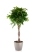 Фикус Амстел Кинг переплетенный 30/140 см в CLASSICO COLOR 43