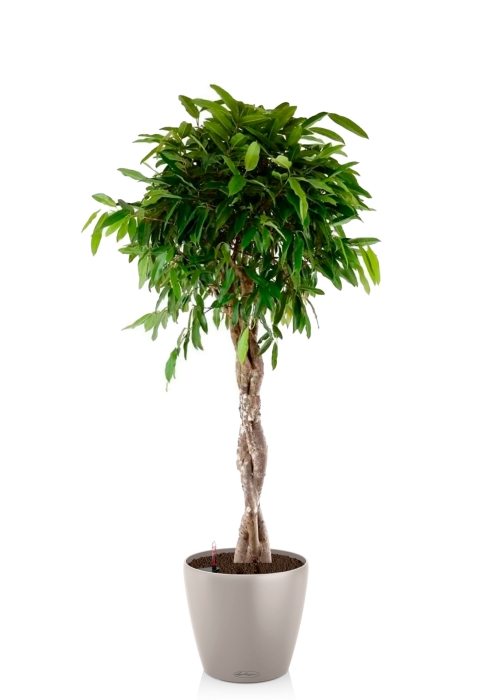 Фикус Амстел Кинг переплетенный 30/140 см в CLASSICO COLOR 43
