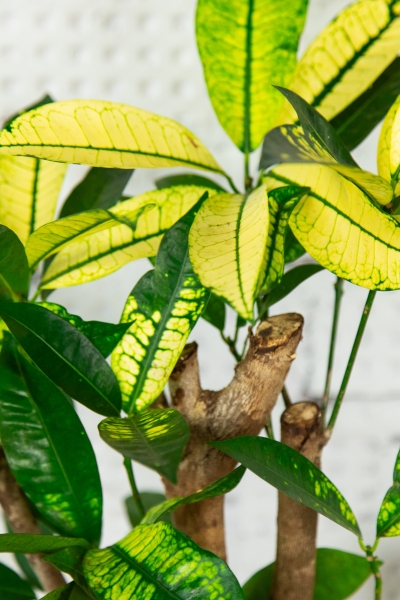 Кротон Миссис Айстон в CUBE COLOR 14