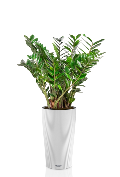 Замиокулькас 27/100 в CILINDRO 32, белый