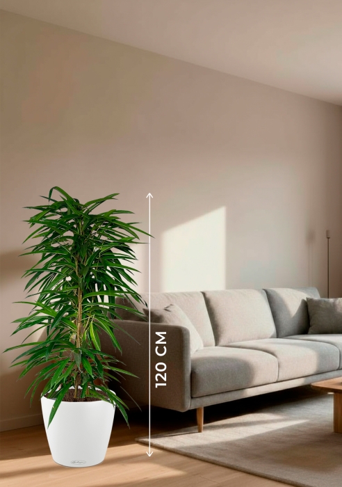 Фикус Али пирамида 24/120 см в CLASSICO COLOR 35