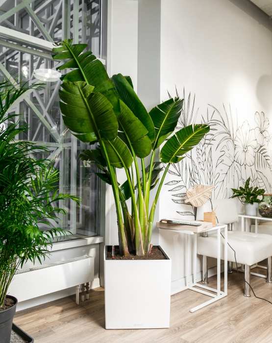 Стрелиция Николай 30/200 в CUBE 50