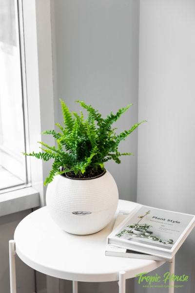Папоротник Нефролепис в PURO 20 Папоротник Нефролепис в PURO 20