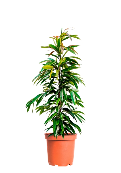 Фикус Биннендийка Амстел Кинг 21/90 см