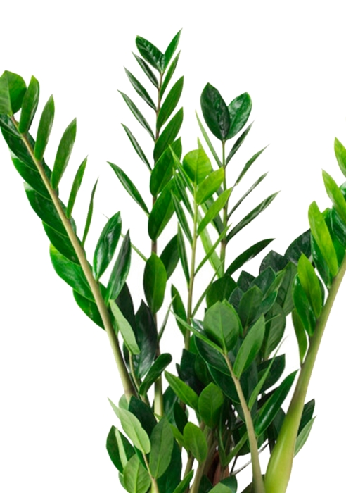 Замиокулькас 17/65 в CLASSICO 21