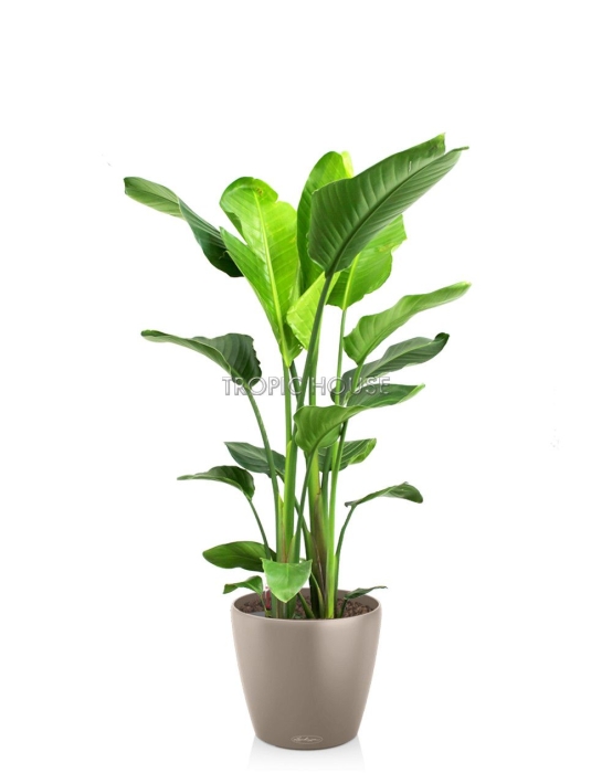 Стрелиция Николай CLASSICO COLOR 28/110 см Песочно-коричневый