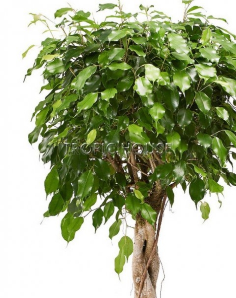 Фикус Экзотика переплетенный в RONDO 40 Фикус Экзотика переплетенный в RONDO 40