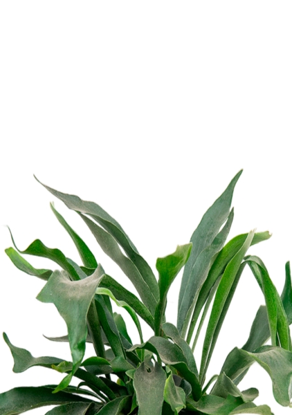 Платицериум Бифуркатум 17/40 см в QUADRO LS 28