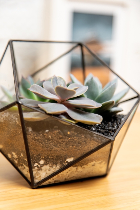 Флорариум - икосаэдр с суккулентами