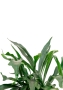 Платицериум Бифуркатум 17/40 см в QUADRO LS 28