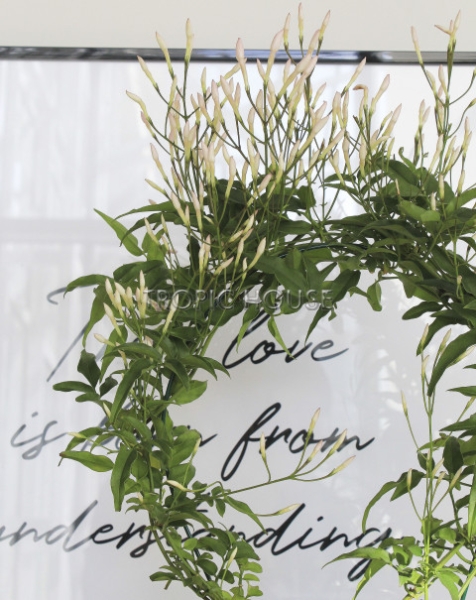 Жасмин в PURO 20