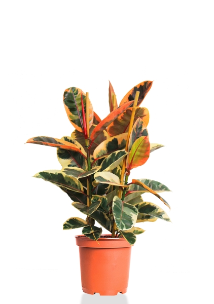 Фикус Эластика Белиз 3 ствола 21/70 см Фикус Эластика Белиз 3 ствола 21/70 см