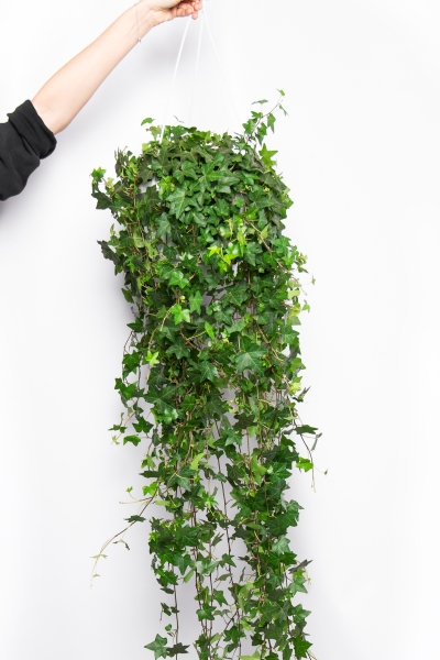 Хедера 17/100 см