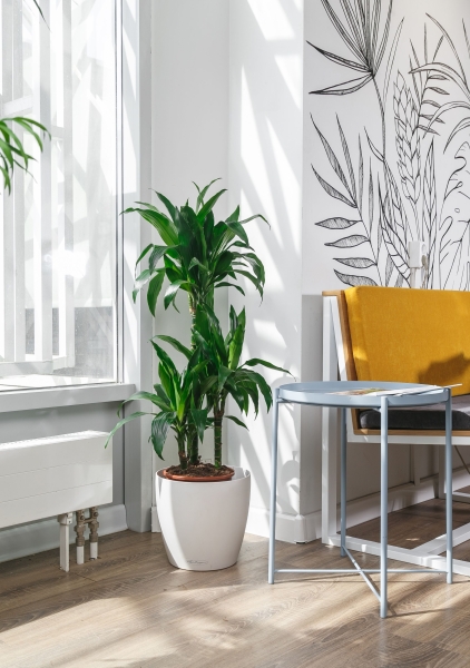 Драцена Джанет Крейг 3 ствола 26/110 см в CLASSICO COLOR 28 Драцена Джанет Крейг 3 ствола 26/110 см в CLASSICO COLOR 28