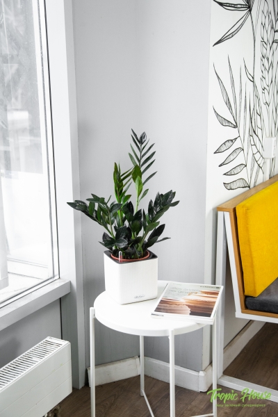 Замиокулькас Равен 15/50 в CUBE COLOR 16