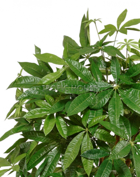 Пахира на витом стволе (косичка)