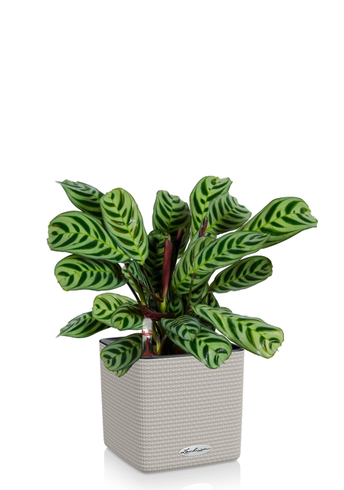 Ктенанта Бурле в CUBE 14, песочно-коричневый