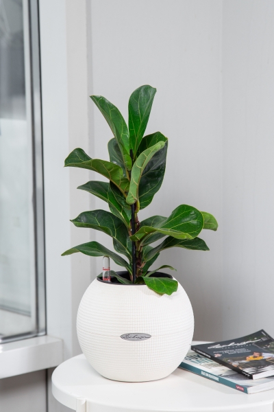 Фикус Лирата Бамбино 12/40 см Фикус Лирата Бамбино 12/40 см