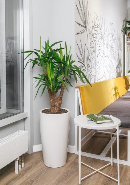 Юкка разветвленная 24/80 см