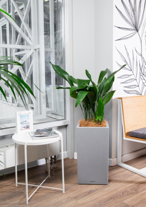 Аспидистра в CANTO Stone high 30