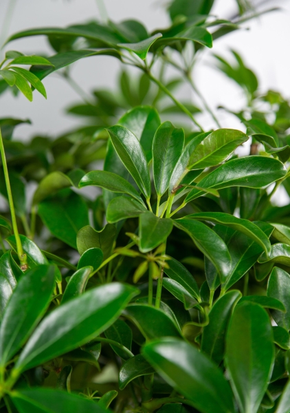 Шеффлера Компакта цилиндр 27/120 см